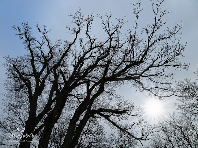 Old Trees