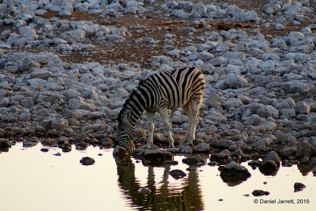 Zebra Drinking, Etosha National Park, Namibia