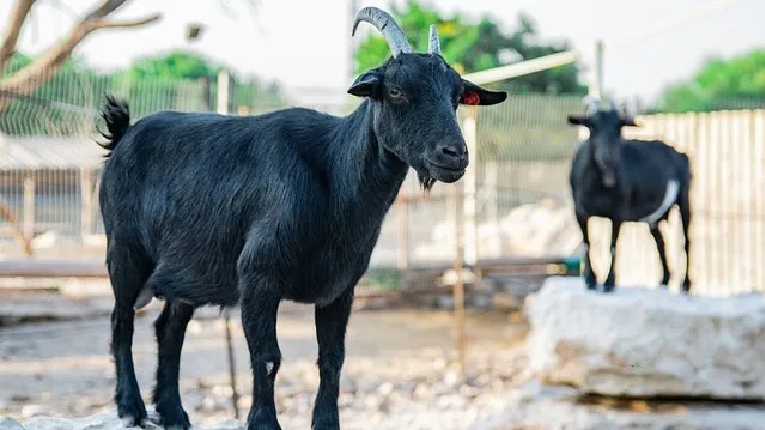 ছাগলের ছবি। ছাগলের পিক। ছাগলের পিকচার