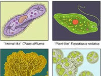 Protista_Ciri-ciri dan Klasifikasi Protista Mirip Jamur-Biologi Kelas X