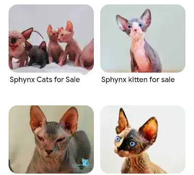 do-you-have-to-oil-hairless-cats2