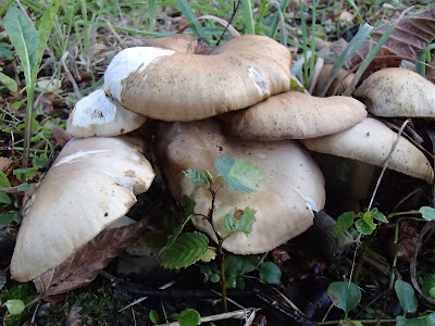 Kępkowiec jasnobrązowy [Podblaszek gromadny] Lyophyllum decastes