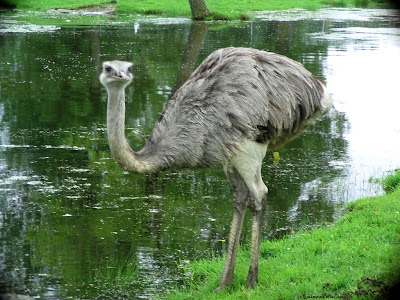 Ostrich's Huge Birds