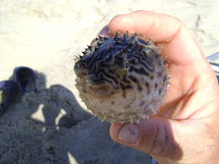 A Happy Puffer