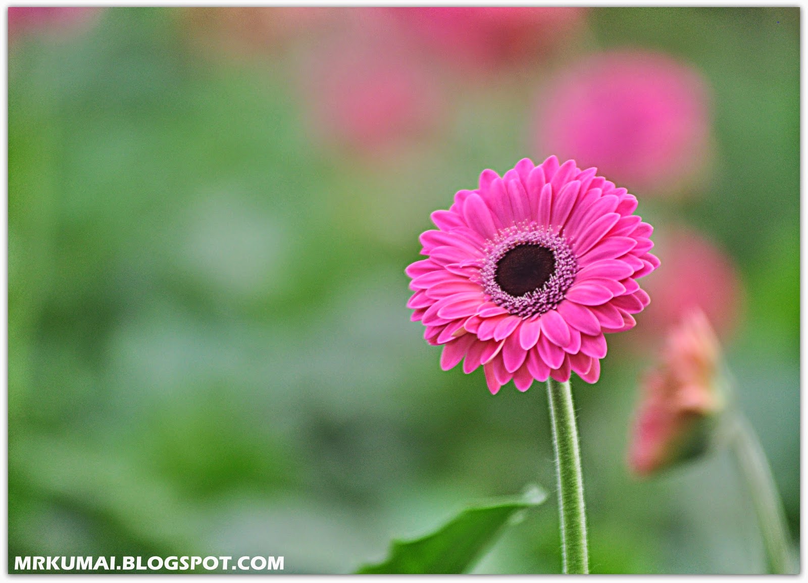 mrkumai blogspot com Bunga Daisy Butterfly Farm Kea Farm