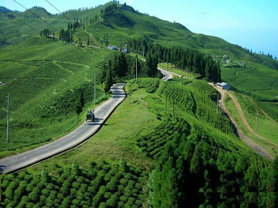 Kanyam Tea State Illam