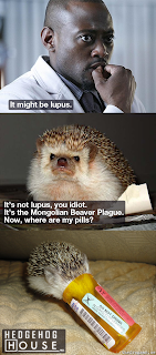 hedgehog house, hedgehog house md, it might be lupus, its not lupus you idiot, its the mongolian beaver plague now where are my pills, house md