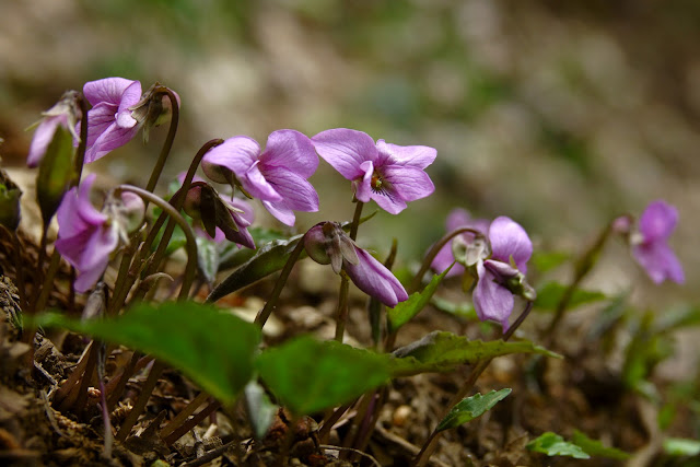 Viola bissetii*rossi