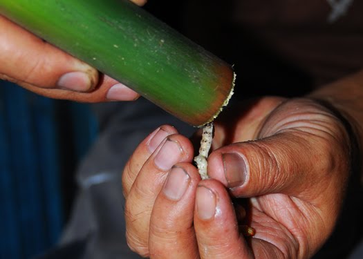 maggots in food. A dozen bamboo maggots will maggots in food. maggots in food. A dozen bamboo maggots will