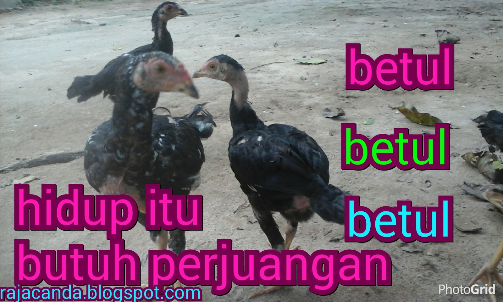 Koleksi Gambar Ayam Konyol Gambar Gokil