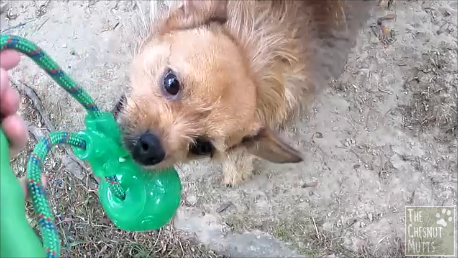 Jada playing with a KONG Squeezz Ball with Handle Dog Toy