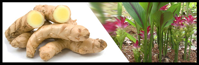 Ayurvedic Herbs Of Nepal, CURCUMA ZEDOARIA ,कचूर ,Kachur