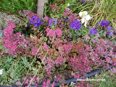 Cottage Garden - Vera Jameson Sedum