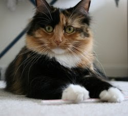 Cat Breeds, Various Types of Cats