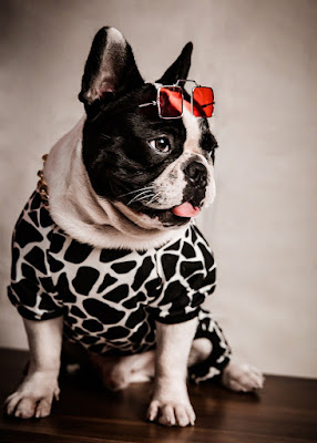 Black and White dog photography