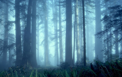 Redwood National Park,Lady Bird Johnson Grove,redwoods,forest,fog,blue,ferns