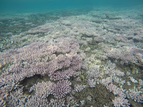 snorkeling Pulau Tioman, Malaysia