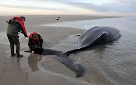 NETHERLANDS-TEXEL-WHALE-STRANDED