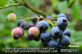 ブルーベリー blueberry