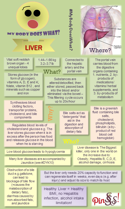 #MyBodyDoesWhat Liver ScienceSoSexy infogarphic SSS