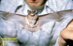 Dwarf bonneted Bat
