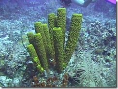  Ciri ciri Porifera 