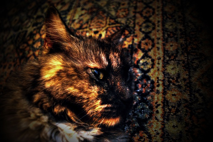 cat2