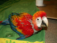 Harga Sepasang Burung,African Grey,Macaw Scarlet,Macaw green wings,Blue and Gold