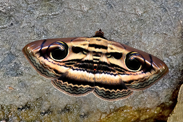 Spirama retorta the Indian Owlet-moth