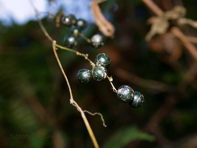 Gynostemma pentaphyllum