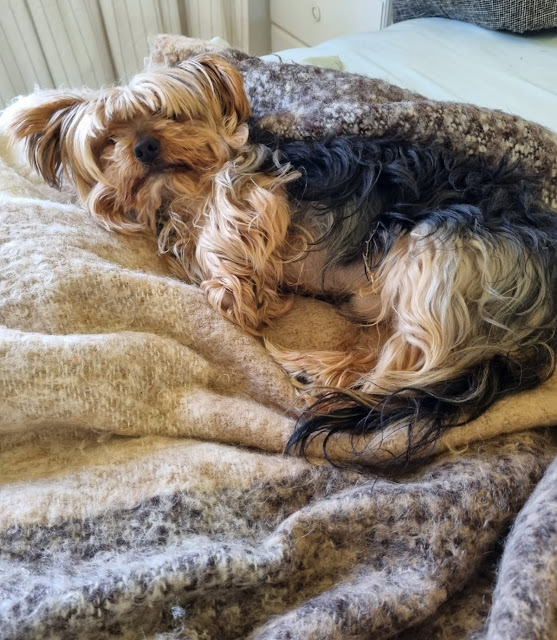 Male Yorkie laying on the bed