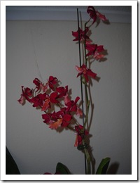 DSCN1538