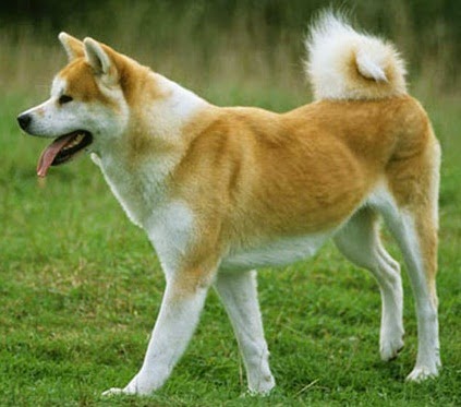 Hewan Mamalia Anjing (Dog, Canis lupus-familiaris atau Canis canis)