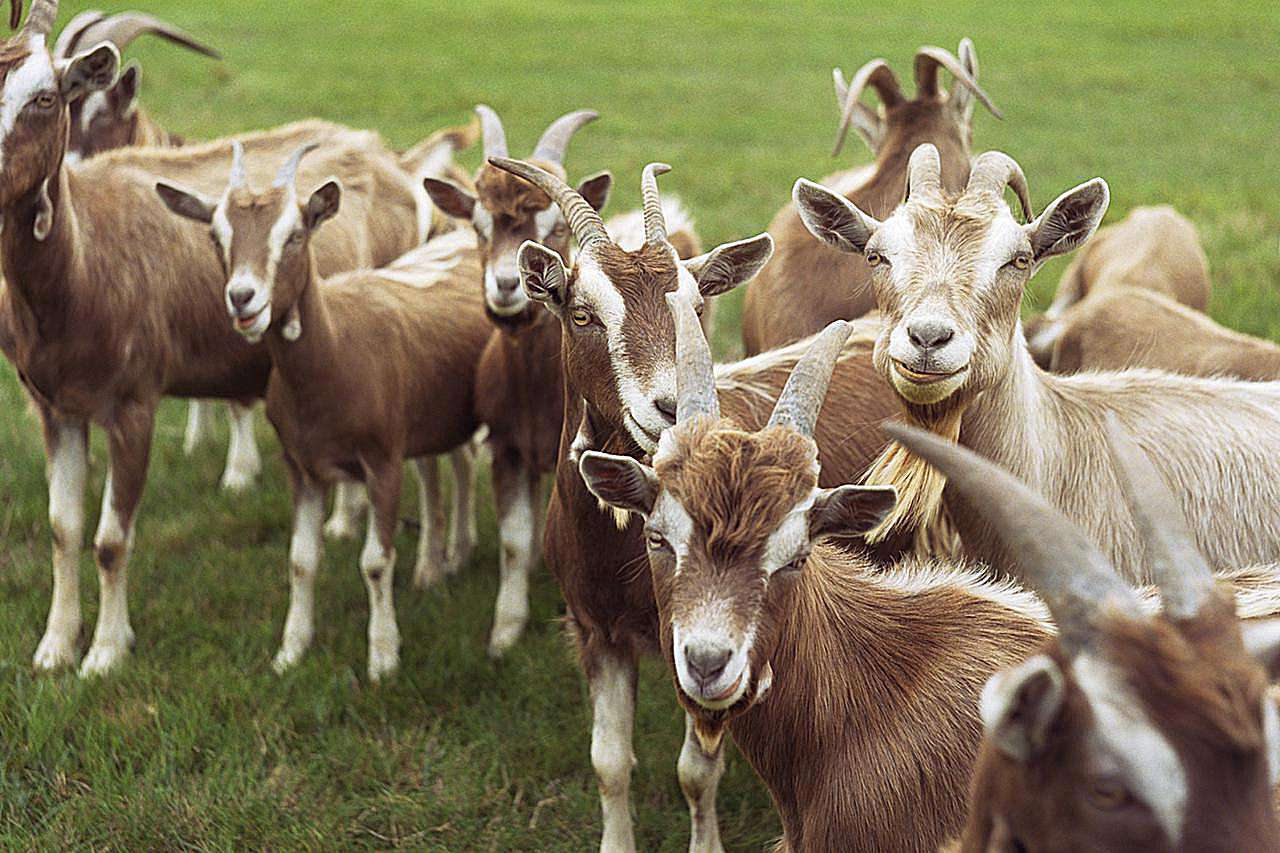 Penataan Tempat Pakan Kambing yang Baik, Peternak Wajib Tahu!