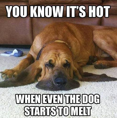 Weather It S Not Just A Conversation Filler It S So Hot It S Melting Summer Heat Memes
