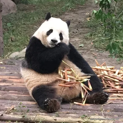 panda bear at research base in Chengdu, China