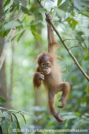 Gambar orang utan  Indonesiadalamtulisan  Terbaru 2014