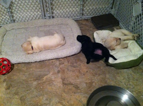 Tired puppies