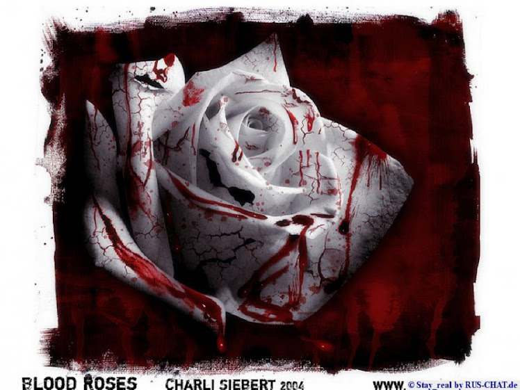 The Bloody White Rose