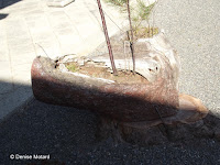 Tree sapling in a stump piece - Kyoto Gyoen National Garden, Japan