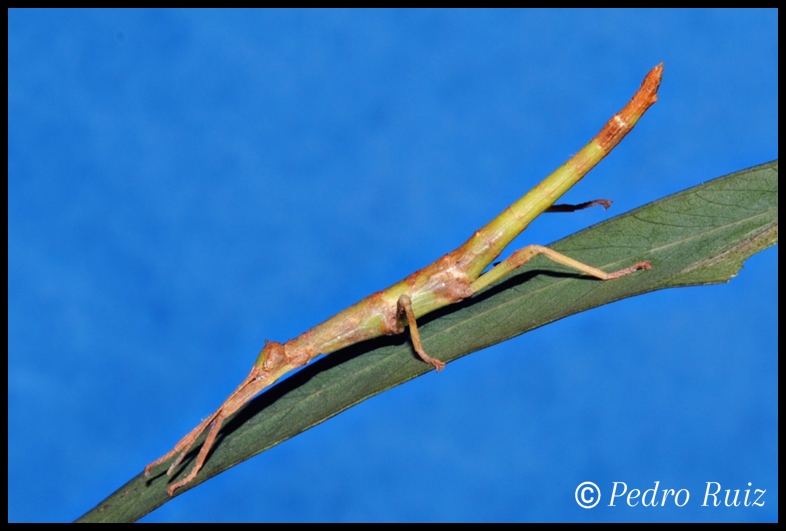 Ninfa macho L2 de Diapherodes gigantea, 3,5 cm de longitud