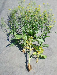 Mustards Plant | Genera Brassica Sinapis 