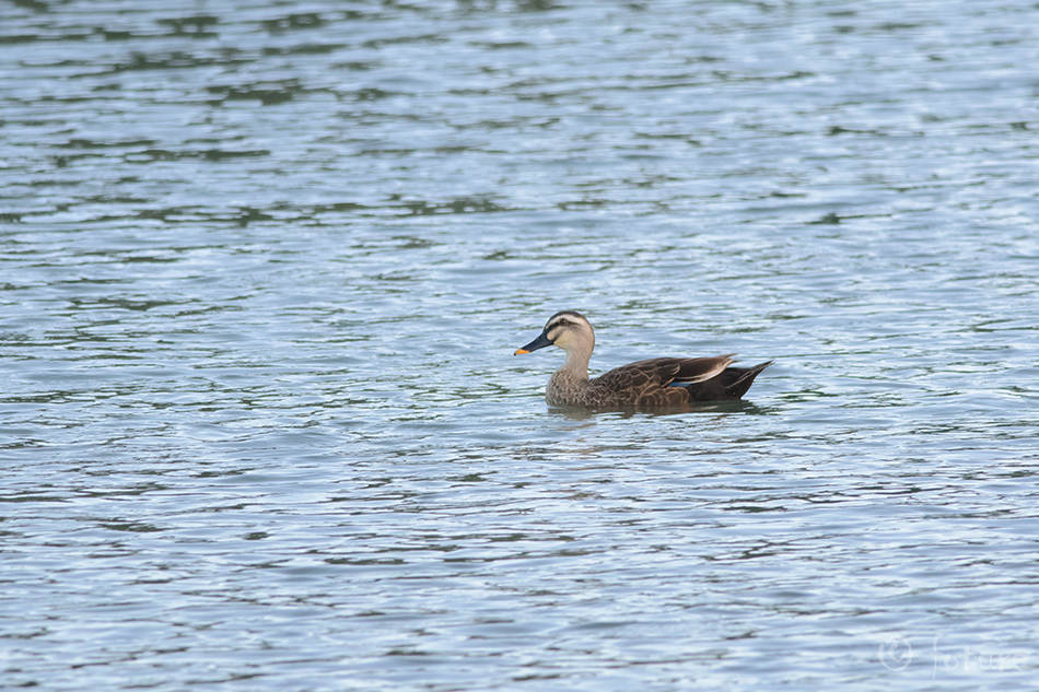 Hiina laiknokk-part, Anas zonorhyncha, Eastern Spot-billed Duck, Chinese, spotbill, poecilorhyncha