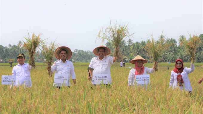 Dirjen Tanaman Pangan Kementrian Pertanian  Lakukan Panen Raya di Desa Palak Aneh Pariaman Selatan