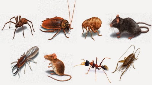 Infojelita: Nyamuk Denggi dan Kencing Tikus Pembunuh Dalam 