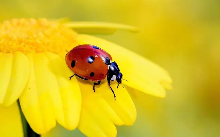 Colorful Beetles: 10 Most Beautiful Beetles in the World
