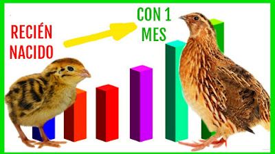 cómo criar codornices en casa