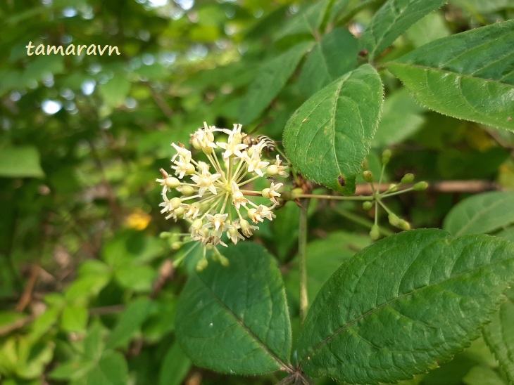 Элеутерококк колючий / Свободноягодник колючий (Eleutherococcus senticosus)