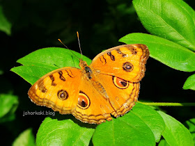 Entopia-Penang-Butterfly-Farm-Teluk-Bahang-Penang 