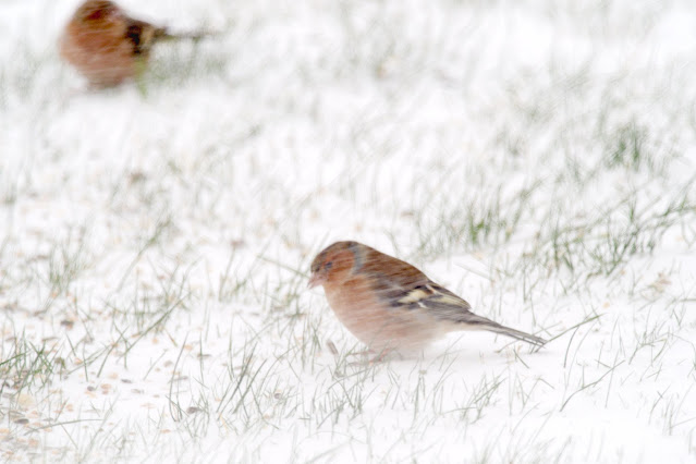 Buchfink im Schnee